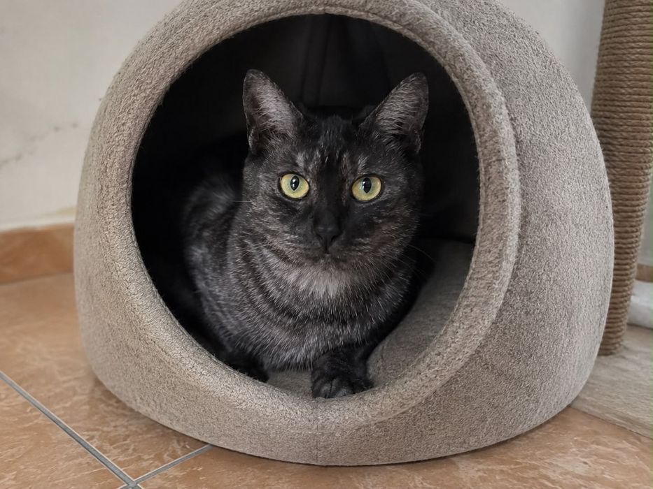 Кошечка ищет дом