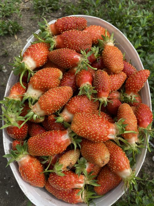 Продам клубнику крупная