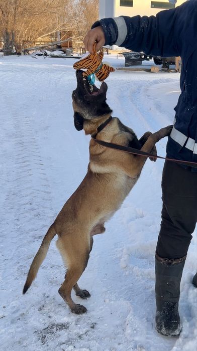 Щенки бельгийской малинуа с родословной