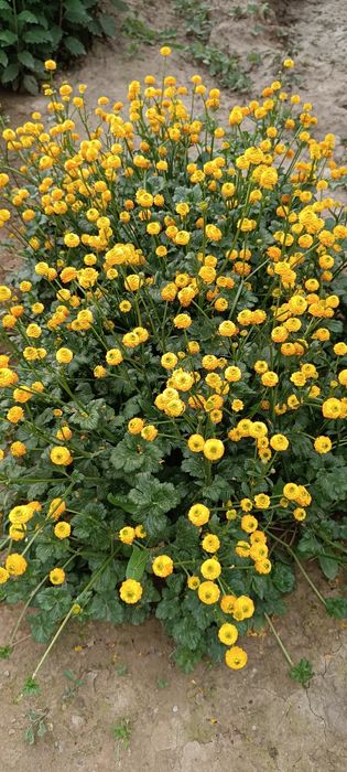 Продаю рассаду садовую