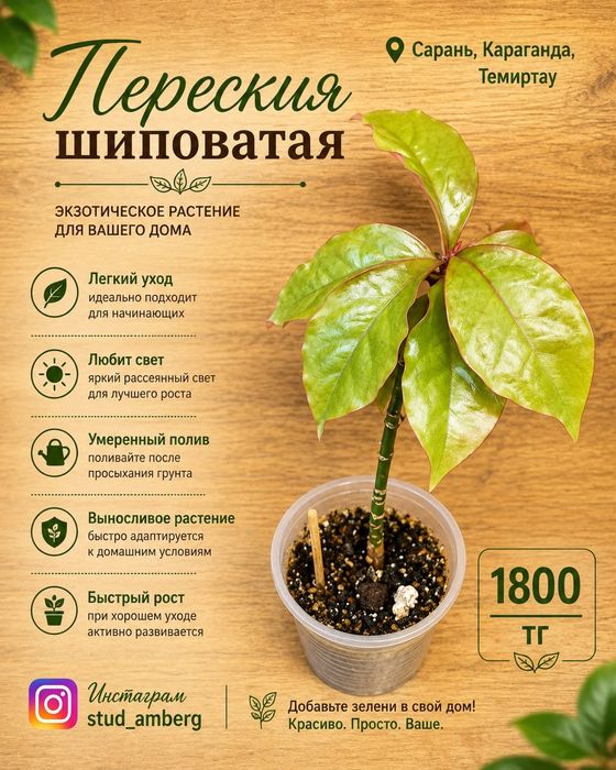 Стрелиция,Нолина,гиппеаструм,араукария,антуриум