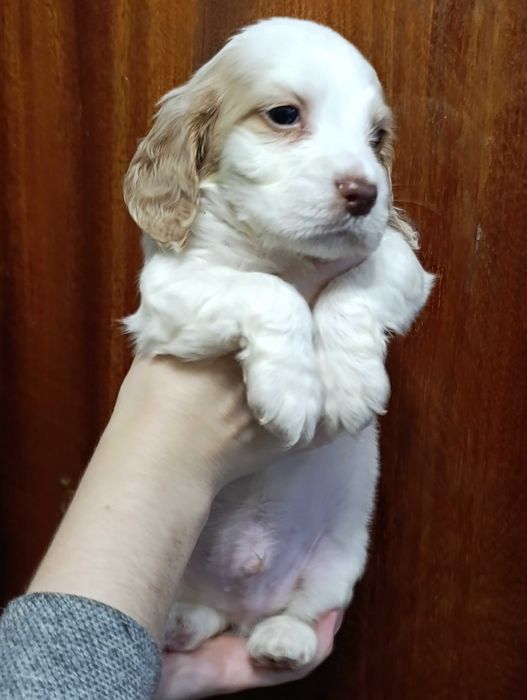 Продаются щенки спаниеля