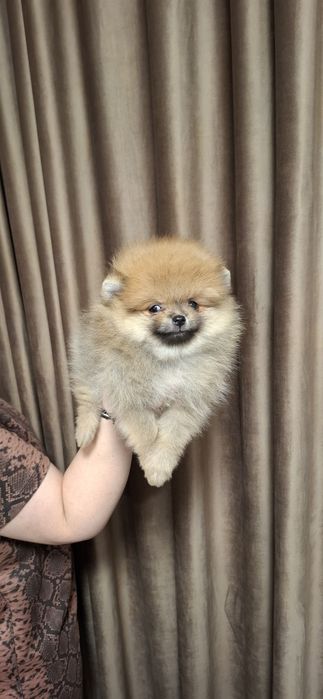 Băiețel pomeranian cu pedigree