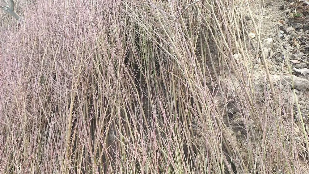 Мевали кучатлар сотилади