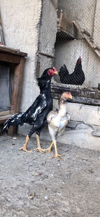O shamo nemis jojala sotiladi