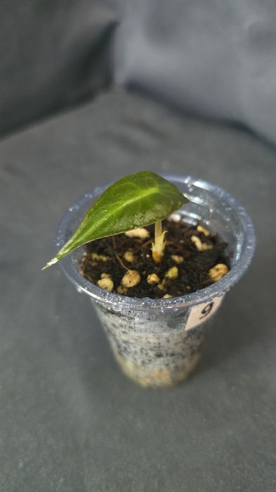 Алоказия "Веном"