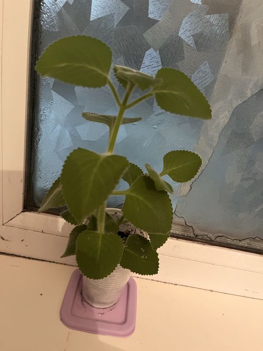 продам комнатную мяту