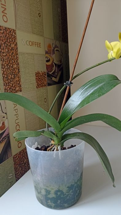 Архидеи (2шт)     .