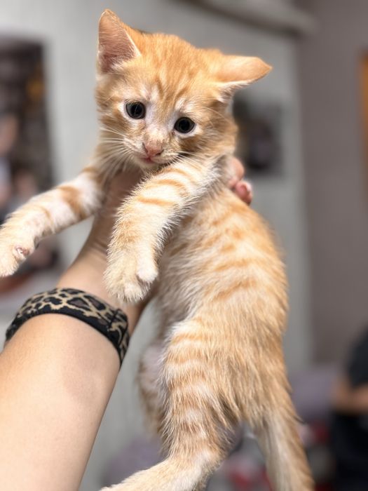 Отдам котят в добрые руки