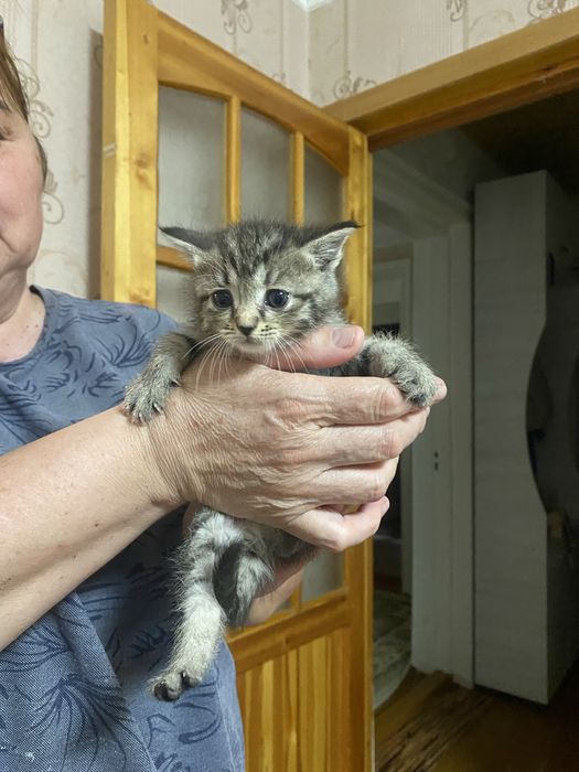 Отдам котят в добрые руки
