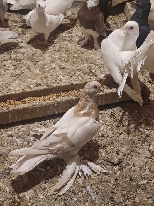 Голуби бакинские