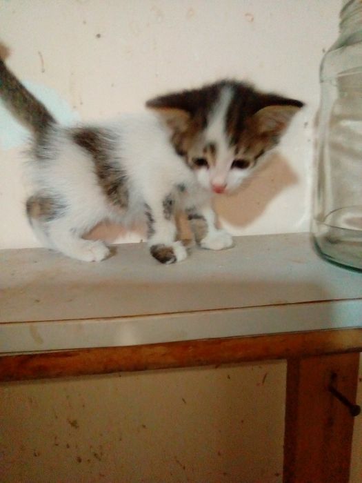 Котята цена договорная
