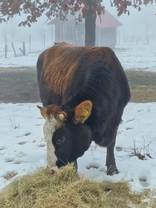 Vând vacă , depune pe 16 februarie