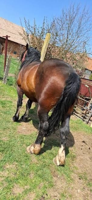 Vând Cal blând si foarte cuminte