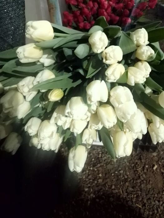 Тюльпаны крупные оптом