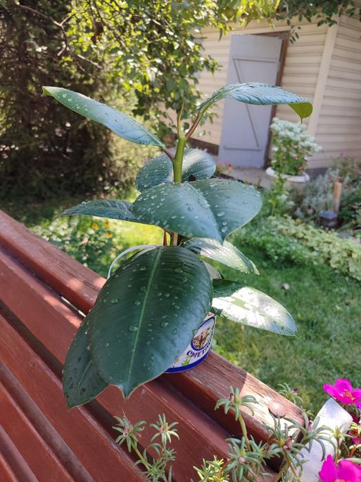 Фикус каучуконосный широколистный