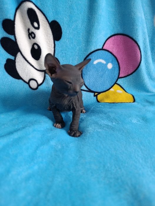 Котята Сфинкс продаю