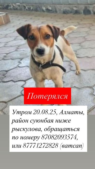 Потерялась собака