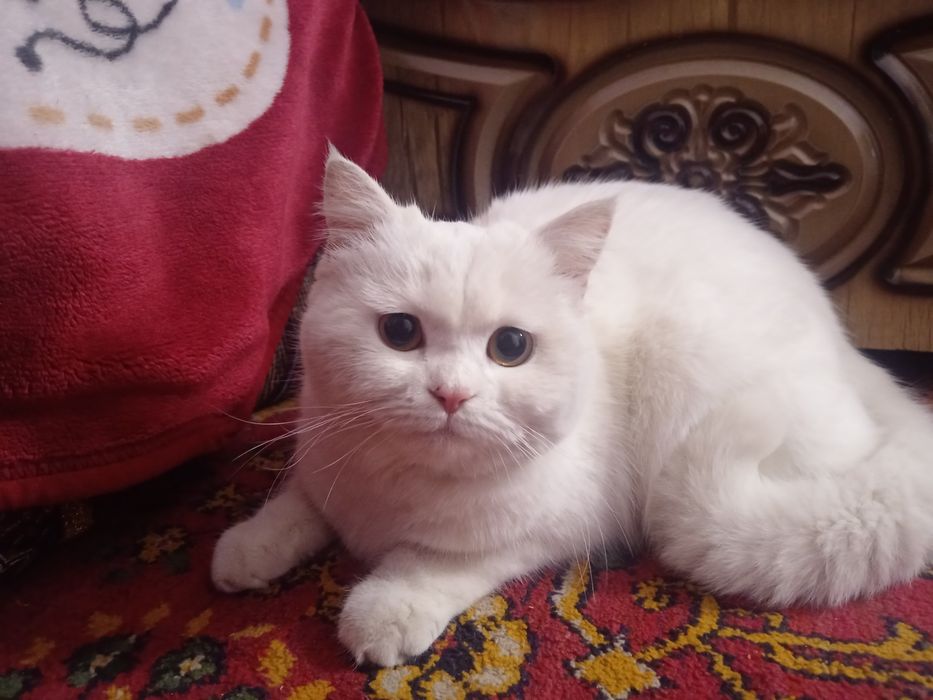 Shinshilla shinshila