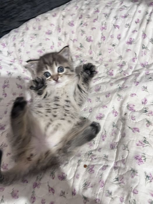 Отдам котенка девочку