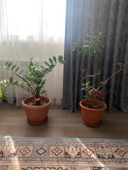 Комнатные растения