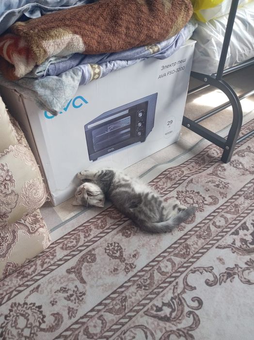 Шотландская вислоухая
