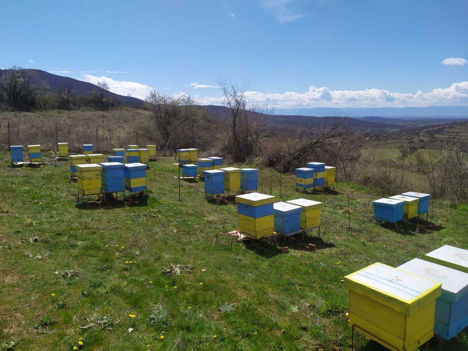 Пчелен мед от Средна гора