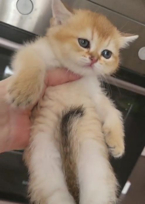 Золотая шиншила  1,5 месяца (.девочка)