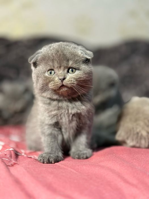 Мушукчалар сотилади зоттор аклли