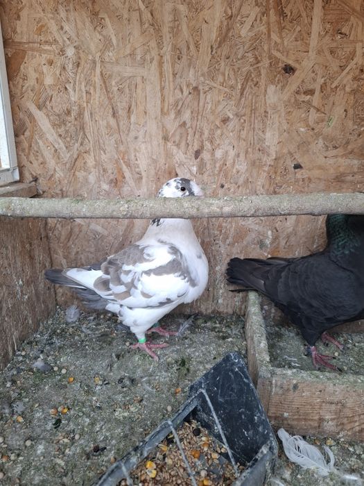 Porumbei Americani de vanzare