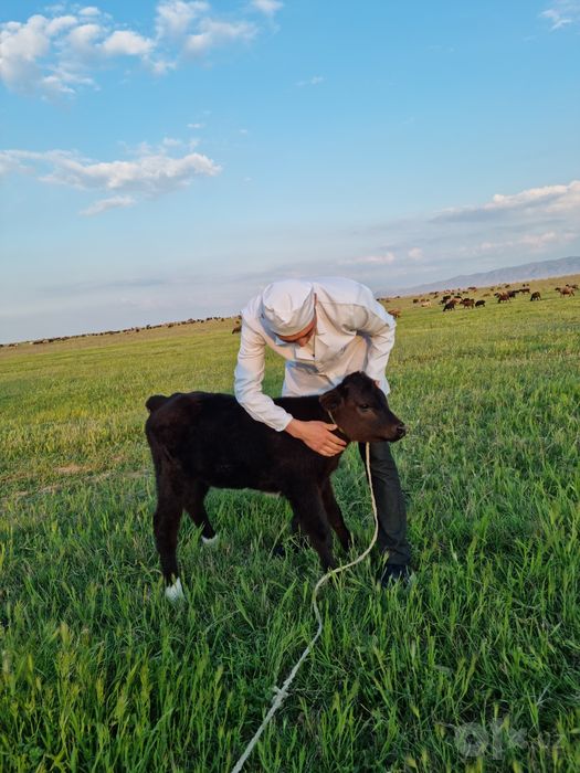 Veterinariya Xizmati tez qulay  SAMARQAND  PASTARGʻOM ,  HAZORA ,  SHA