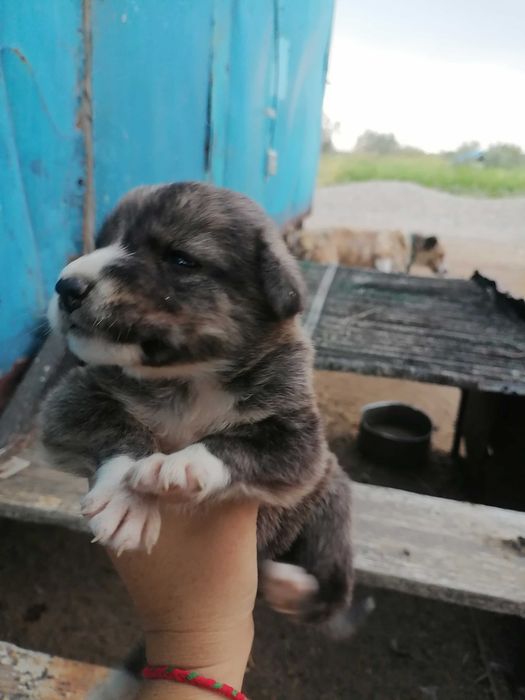 Продам щенят алабая