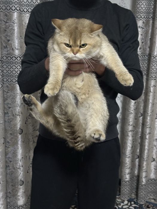 Vyazka qabul qilamz Zalataya shinshila toza zot