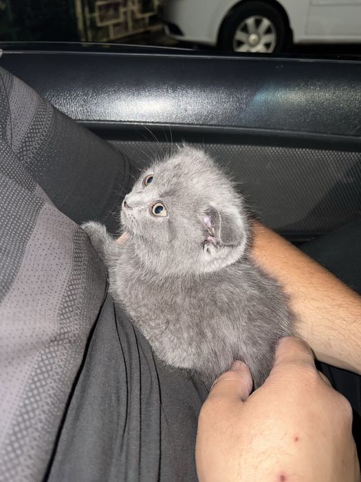 Продаю скоттиш фолд