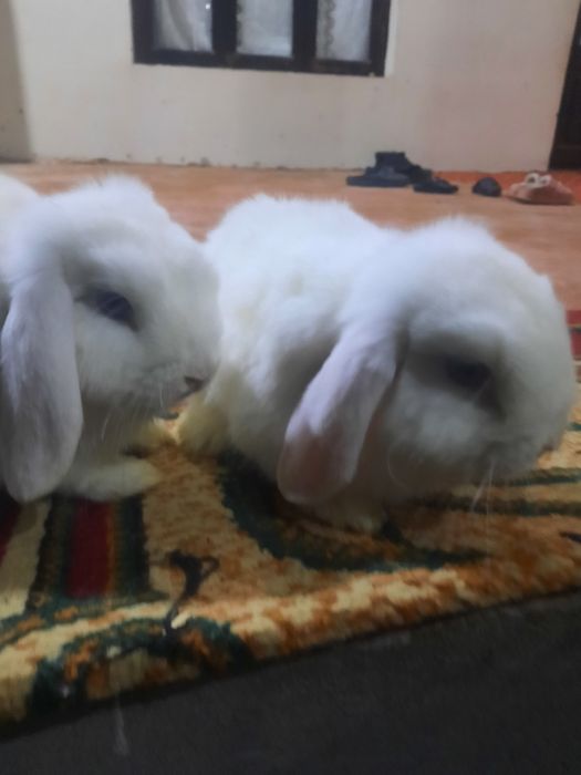 Karlik almaz gazla sotiladi tayyor para