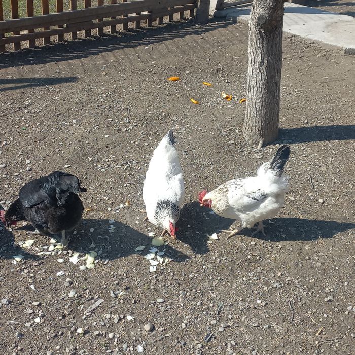 Инкубационные яйца