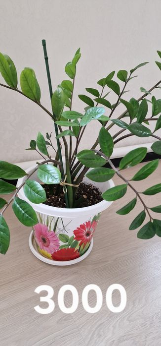 Доллар гүлдері сатылады