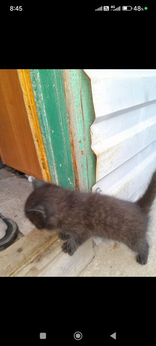 Отдам в хорошие руки котят