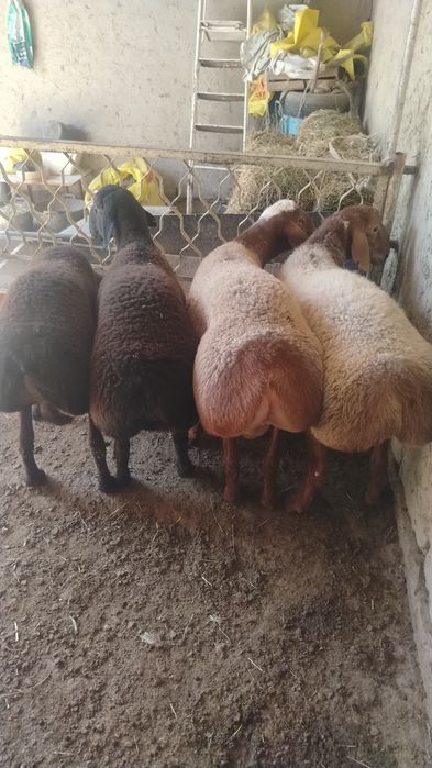 Arashan qoylar sotiladi