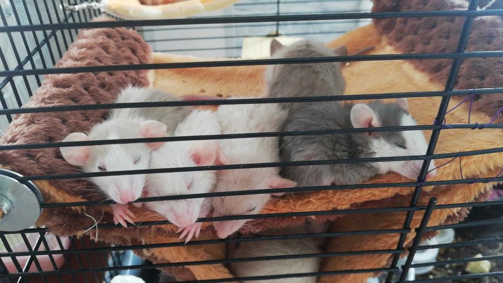 Декоративные крысы