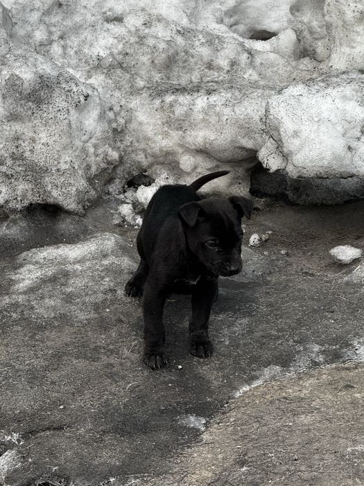 Отдам в хорошие руки