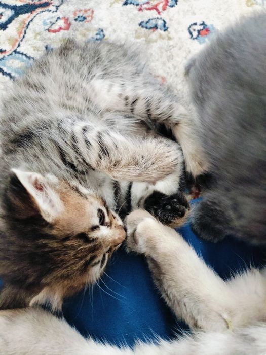 Кошка шотландский