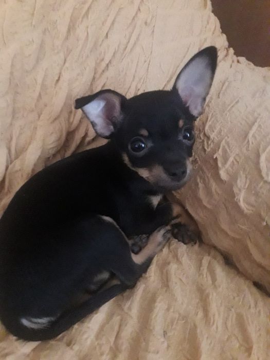 Продан в хорошие руки