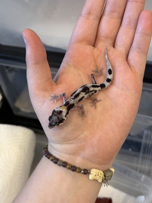 Эублефары разных морф