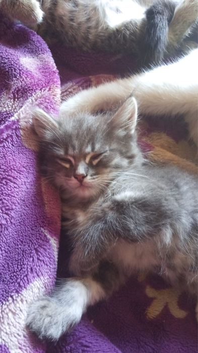 Котята в хорошие руки