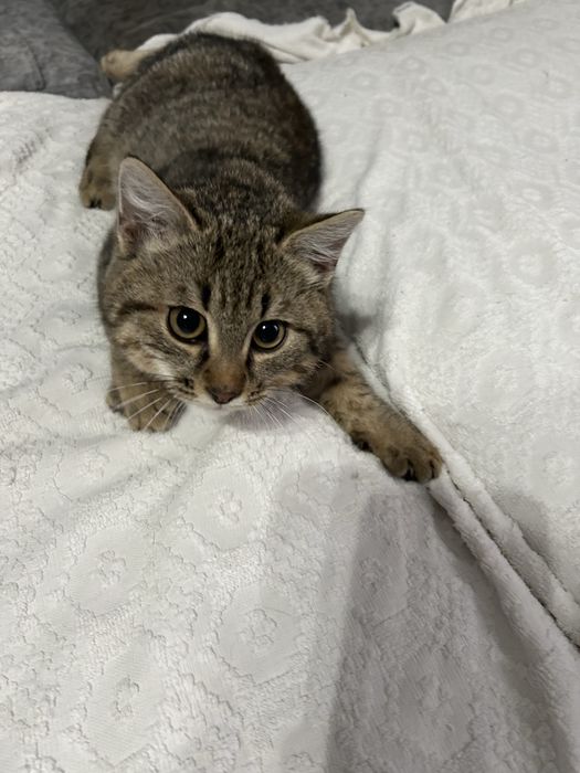 Отдам котенка мальчика