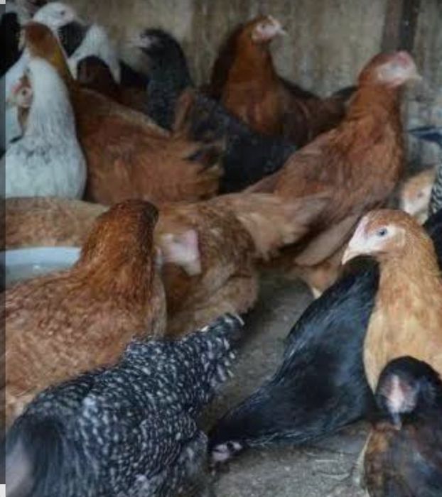 Продам молодых курочек