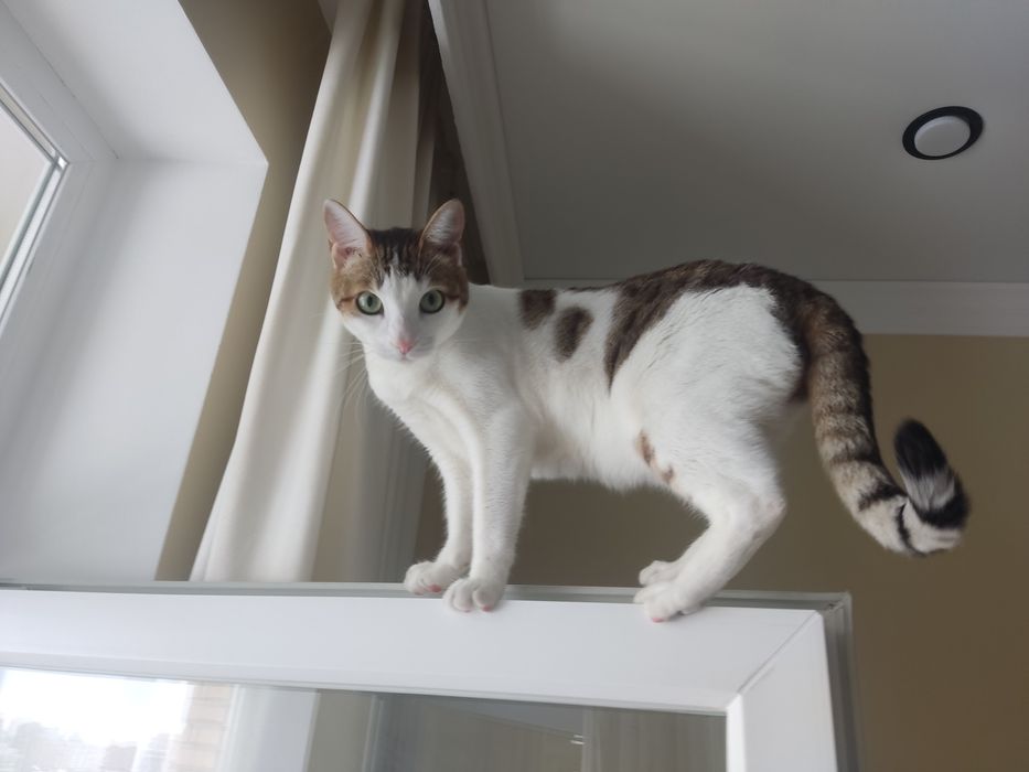 Полу-Бенгал благородная кошечка