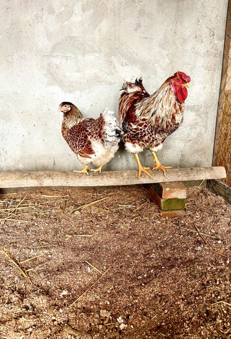 Familii Wyandotte Splash