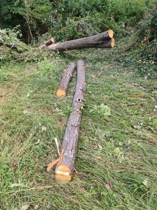 Трупи липа дърво